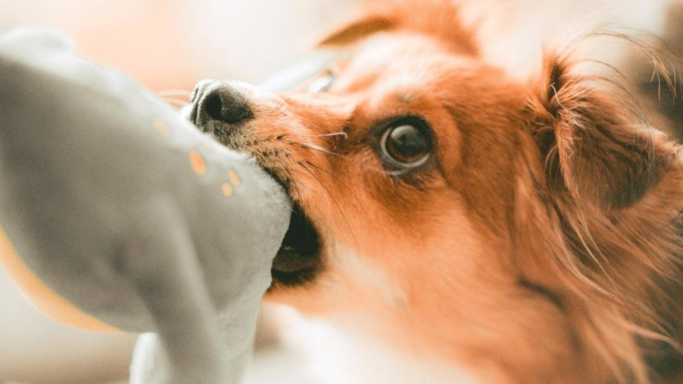 What Causes Wet Dog Smell, and 10 Tips for Dealing with it