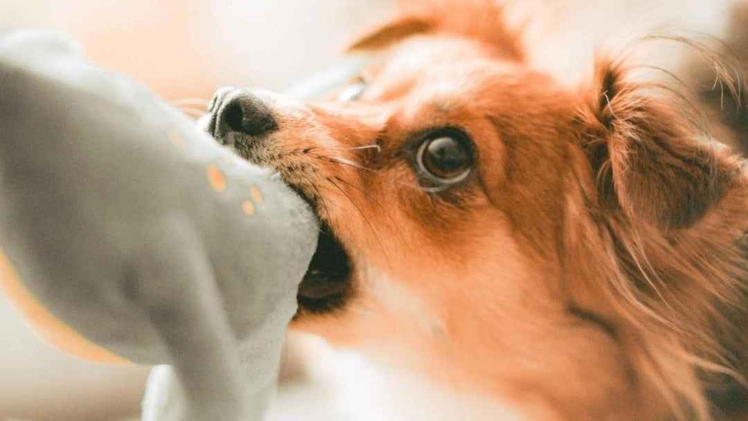 What Causes Wet Dog Smell, and 10 Tips for Dealing with it