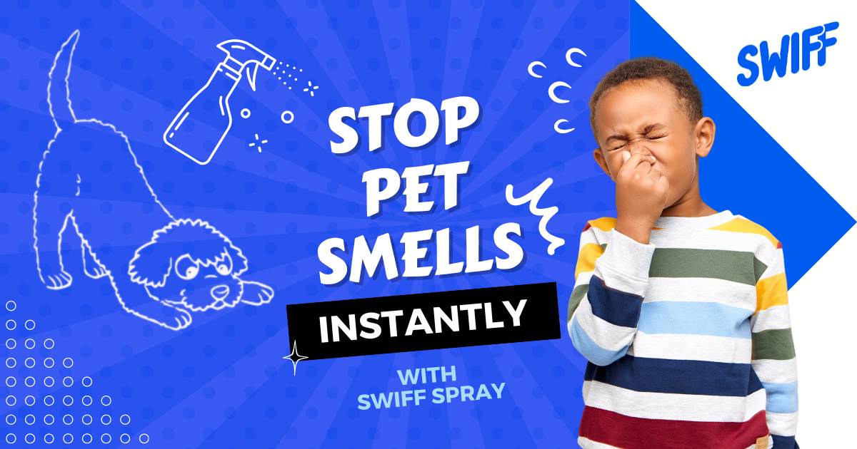 How to get dog smell out of carpets